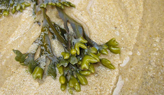 Algues couchées sur le sable fin humide